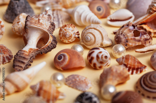 a lot of different empty sea shells on yellow background, macro details