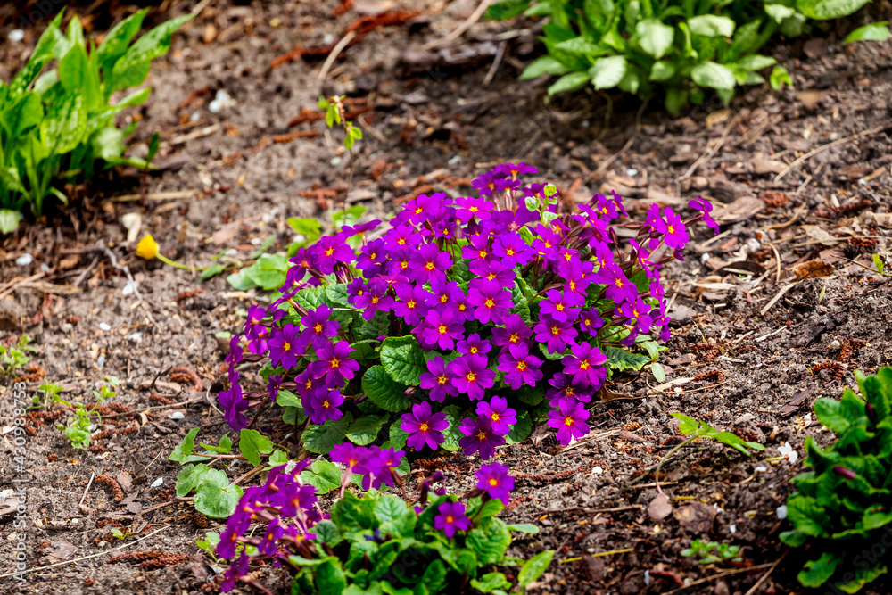 Primrose blooming in the spring garden. Made on a cloudy day. Soft light. Primrose blooming in the spring garden. Made on a cloudy day. Soft light.