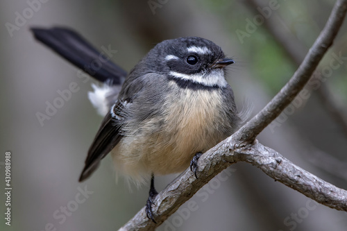 Grey Fantail (Rhipidura albiscapa)