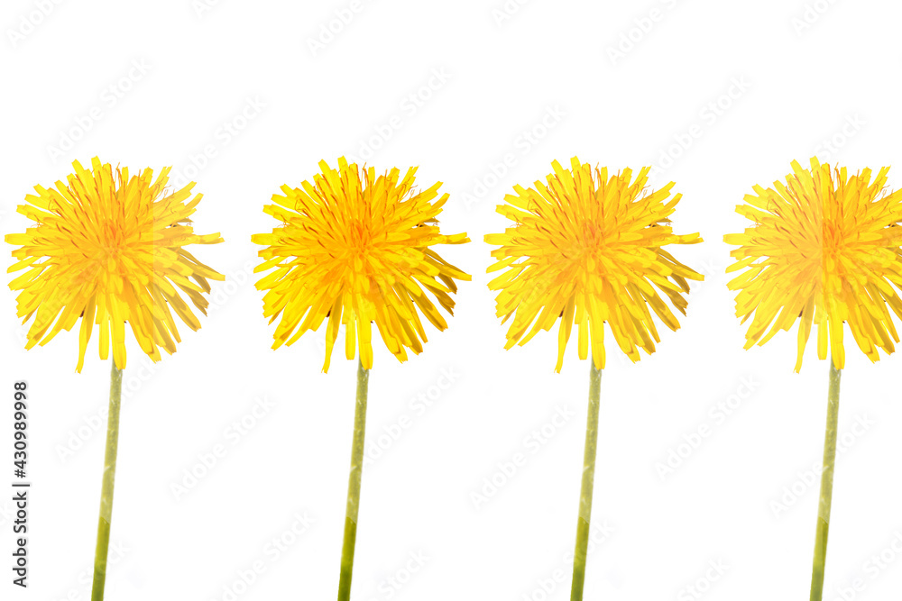 Obraz premium Beautiful yellow spring dandelion flowers bunch isolated on white background. Spring or summer background. Taraxacum officinale
