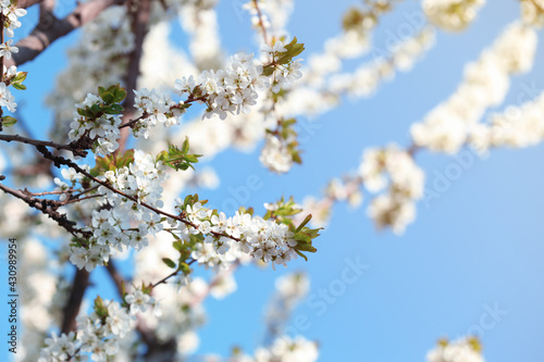 Branches of blossoming cherry plum tree against blue sky, closeup