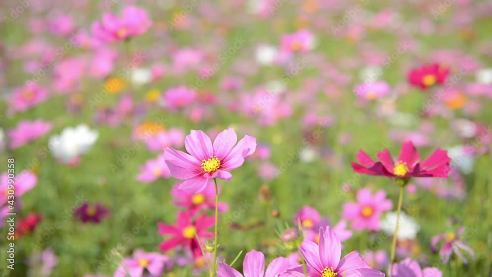 Field of cosmos flowers with the wind in green garden. Pink Cosmos flower on green leaf are fluttering by wind at nature field.