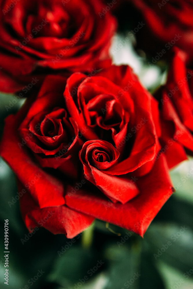 luxurious bouquet of large red roses close-up. low key photography, noir luxurious bouquet of large red roses close-up. low key photography, noir