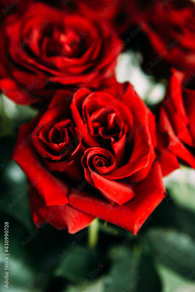 Fototapeta premium luxurious bouquet of large red roses close-up. low key photography, noir