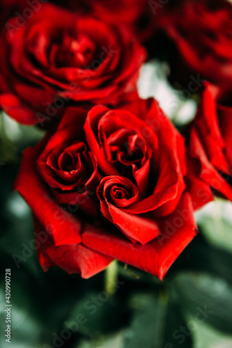 luxurious bouquet of large red roses close-up. low key photography  noir