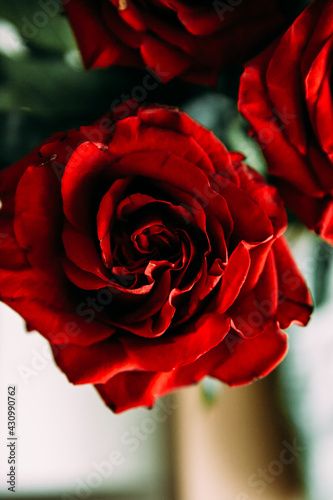 Fototapeta Naklejka Na Ścianę i Meble -  luxurious bouquet of large red roses close-up. low key photography, noir
