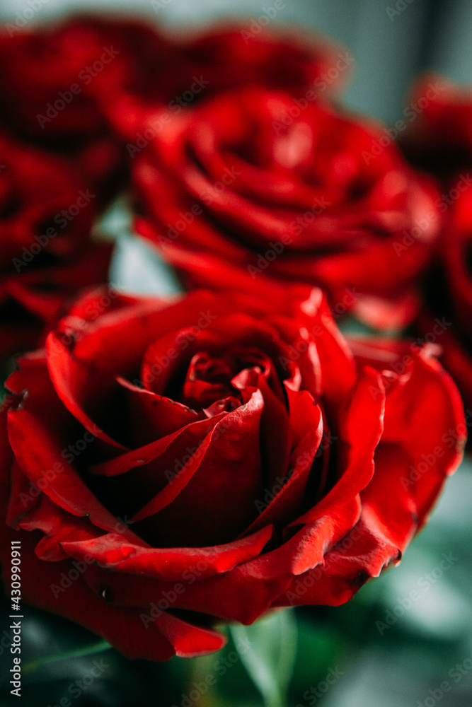 luxurious bouquet of large red roses close-up. low key photography, noir luxurious bouquet of large red roses close-up. low key photography, noir