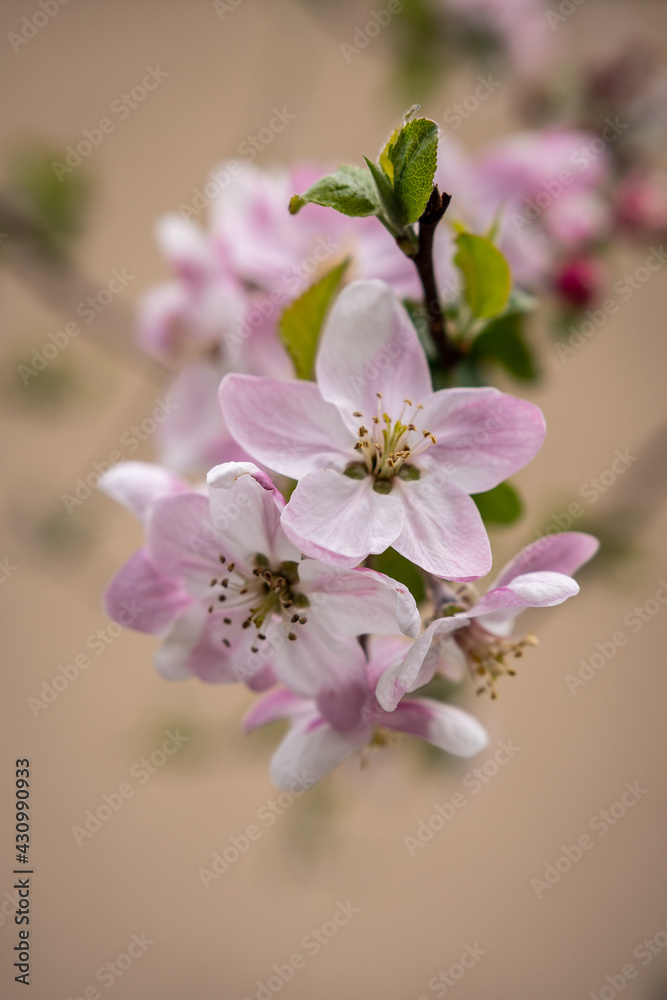 Apfelblüten am Baum im Frühling