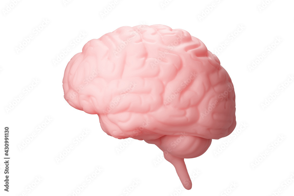 Brain isolated on a white background. 3d rendering. High resolution. Brain isolated on a white background. 3d rendering. High resolution.