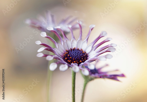 Osteospermum spider - Stokrotka Afrykańska