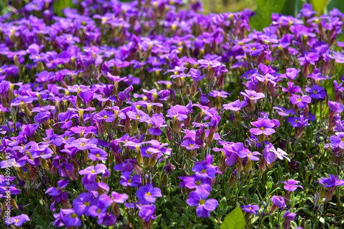 Close up of purple blossoms of Aubrieta flowers in a garden