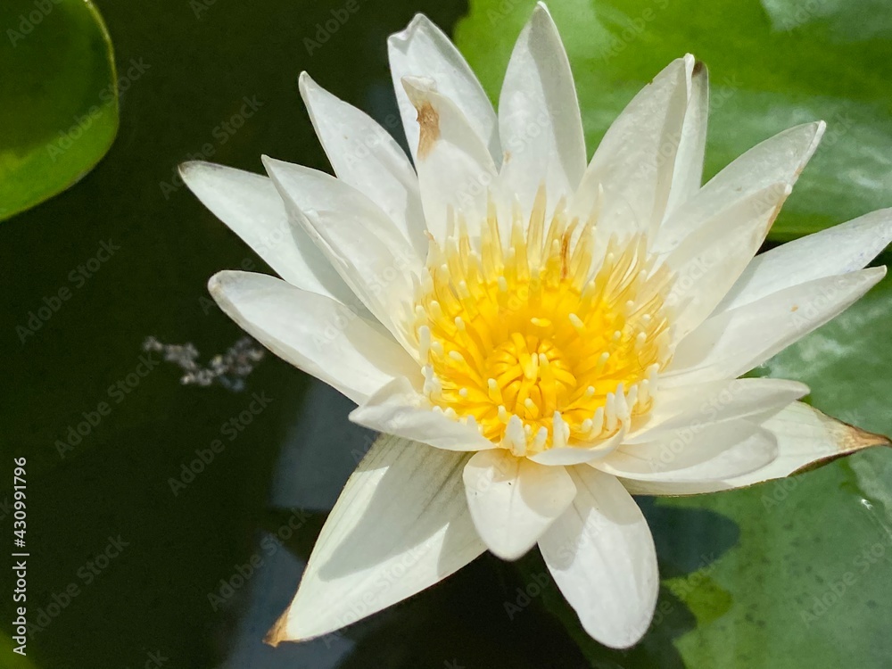 A white water lily in little basin
