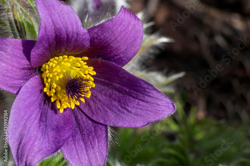 Konstfotografi Pulsatilla vulgaris a purple spring flowering plant commonly known as pasqueflow