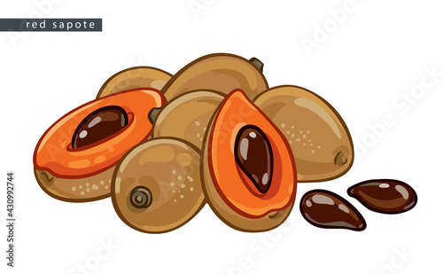 sketch_red_sapote_a_bunch_of_fruits_and_pits