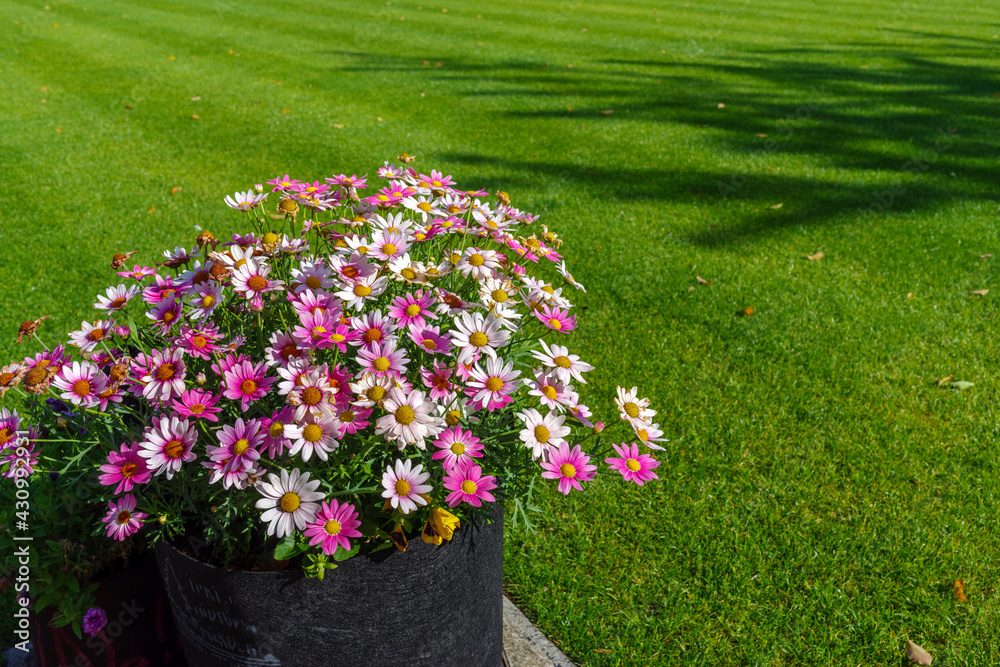プランターの花と芝生 Stock Photo Adobe Stock