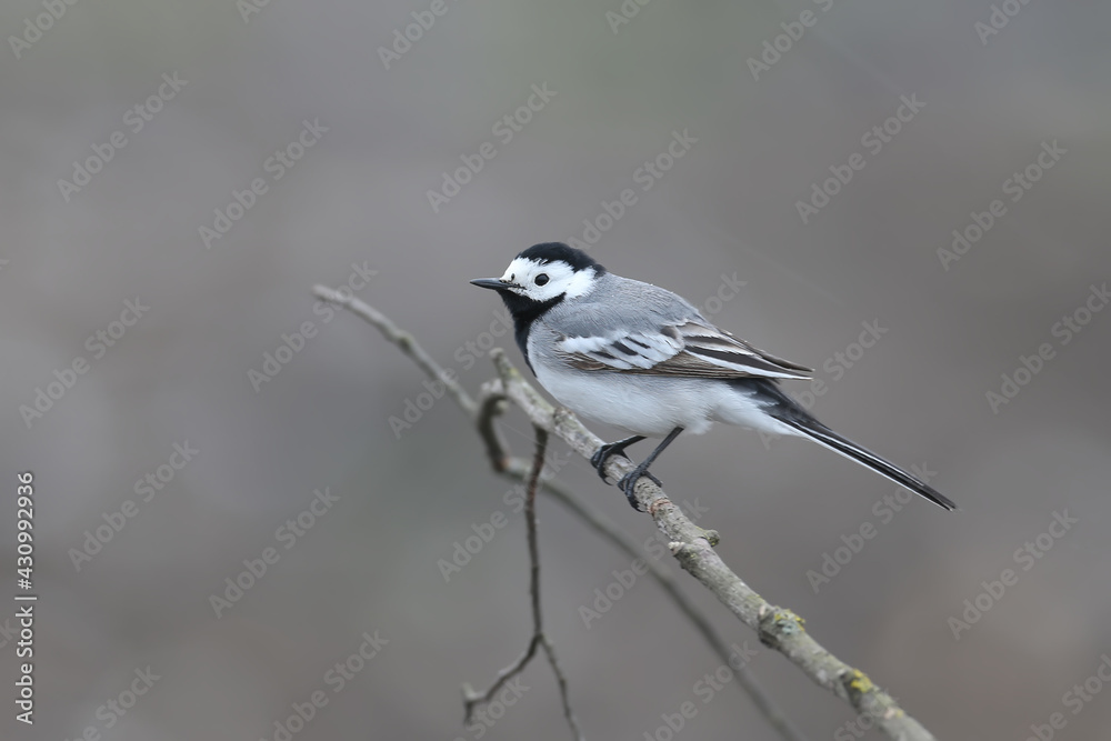 Naklejka premium The white wagtail (Motacilla alba) was shot in cloudy weather on a tree branch against a blurred background
