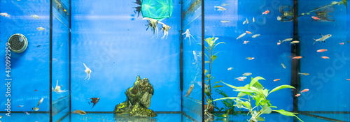 Beautiful decorative aquarium photo