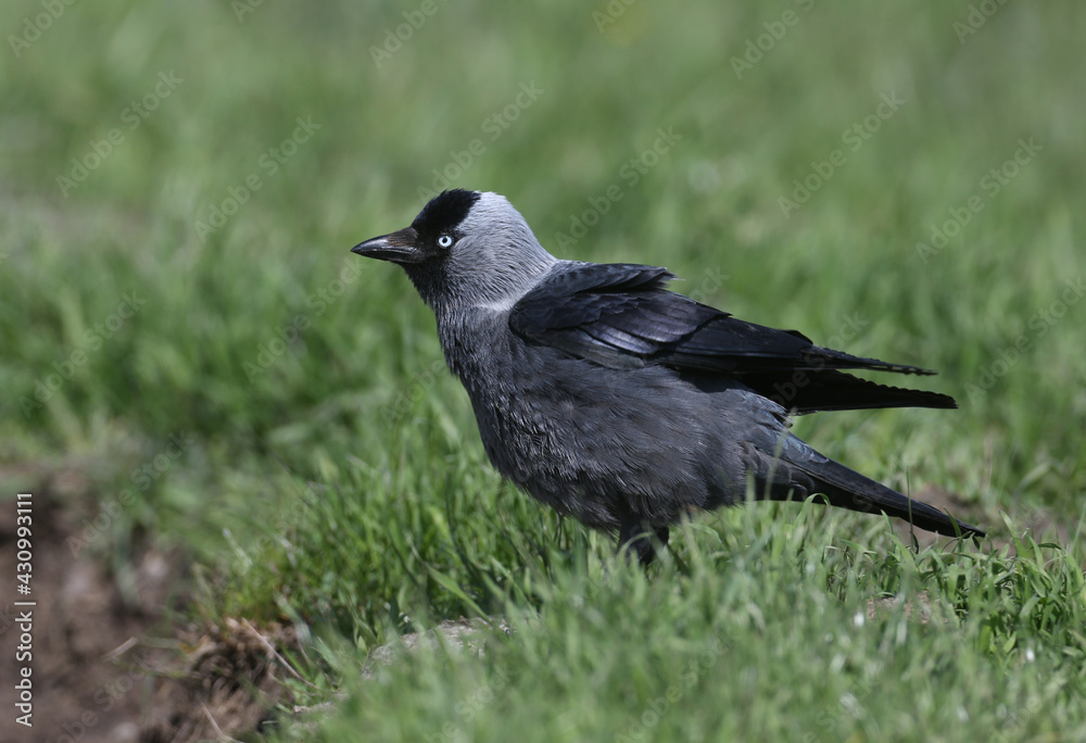 One jackdaw (Coloeus monedula) is photographed in dense green grass. The blue eyes of the bird are attractive One jackdaw (Coloeus monedula) is photographed in dense green grass. The blue eyes of the bird are attractive