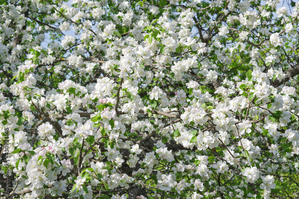 lush plum blossom in the wild. white and pinkish fragile flowers in the early stage of flowering densely cover the tree, with green young foliage