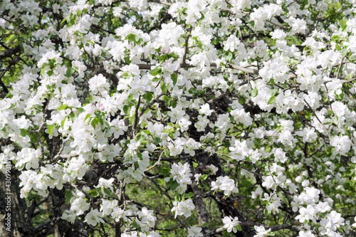 lush plum blossom in the wild. white and pinkish fragile flowers in early stage of flowering densely cover the tree, with green young foliage