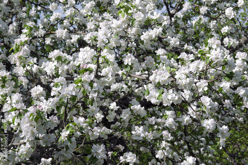 early flowering of wild plum. White and pinkish flowers completely covered the tree, hiding the young, fresh green foliage
