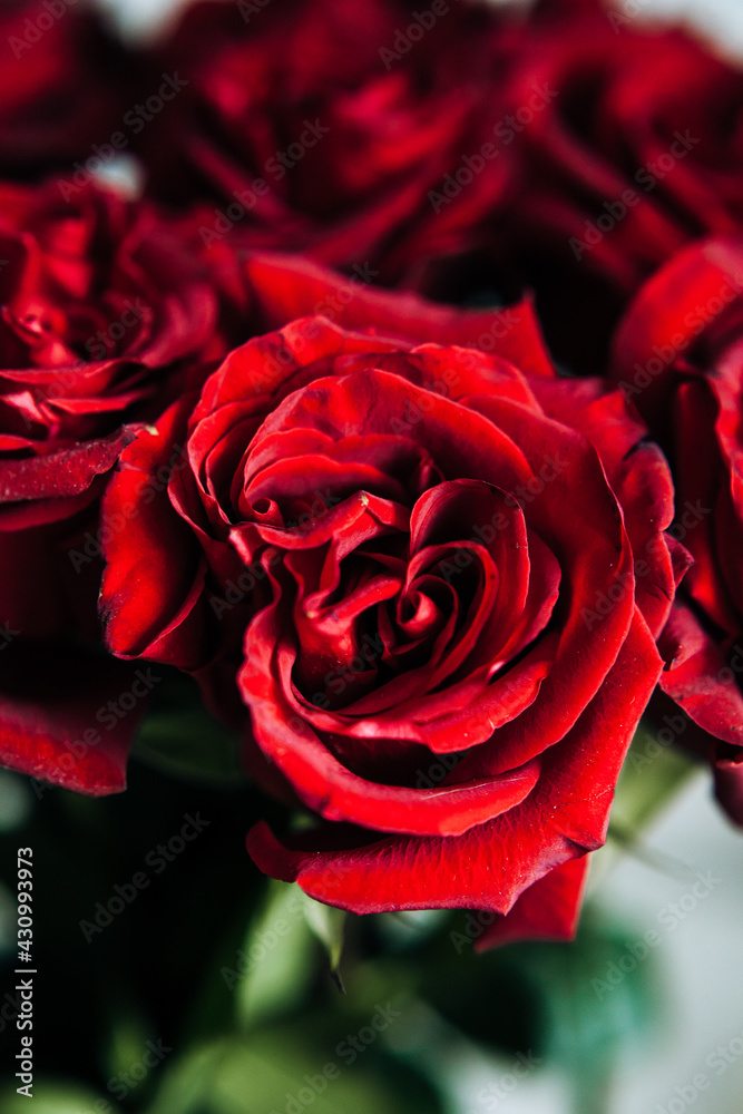 expensive bouquet of large red roses, background of many red roses expensive bouquet of large red roses, background of many red roses