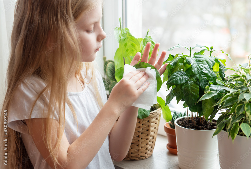 Little girl wipes the foliage of house plants Little girl wipes the foliage of house plants