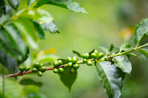 branch with coffee beans in Colombia