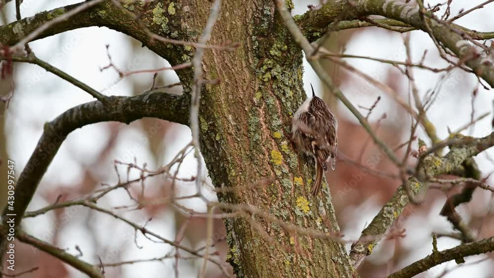 Short-toed treeceeper climbing on the tree, spring, (certhia brachydactyla), germany Short-toed treeceeper climbing on the tree, spring, (certhia brachydactyla), germany