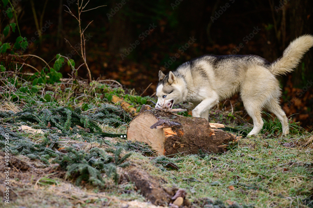Husky walk and jog in the autumn forest, free and happy pet. Husky walk and jog in the autumn forest, free and happy pet.