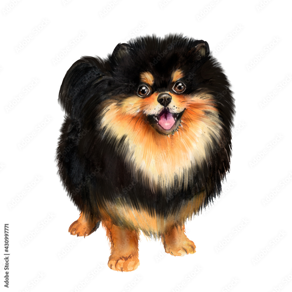 Watercolor illustration of a black and red pomeranian
Watercolor illustration of a black and red pomeranian