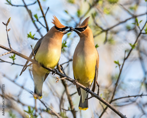 Cedar Waxwing love photo