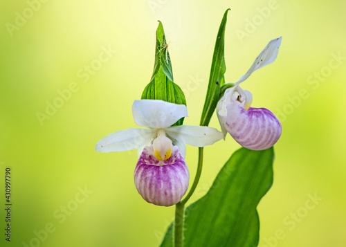 Fotografia Showy Lady Slippers