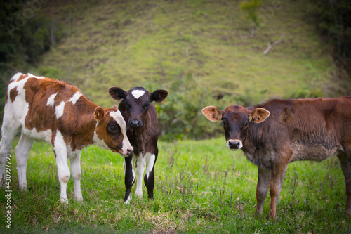 view of three cows in the grass