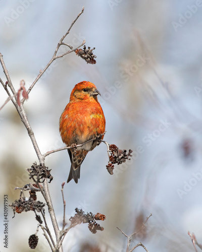 Red Crossbill photo