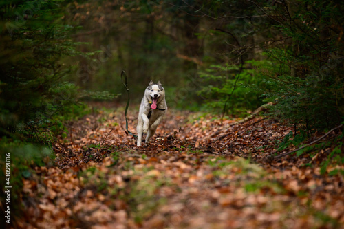 Husky jogging in the woods, portrait of a husky in the autumn forest, happy pet.