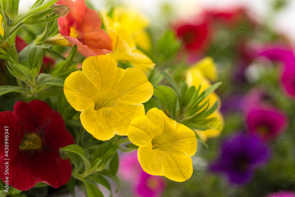 Fototapeta premium Calibrachoa