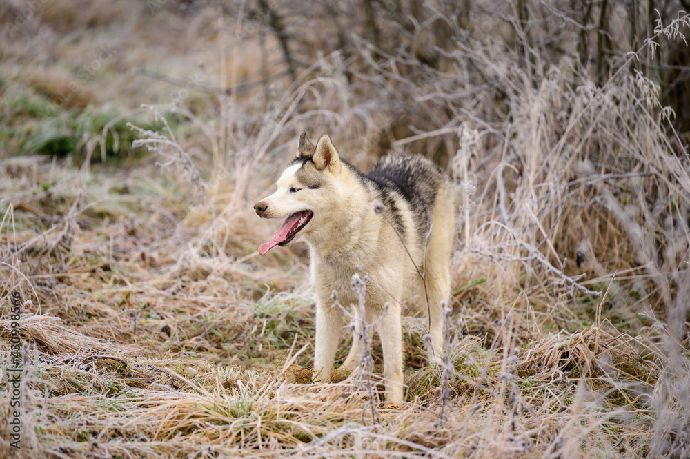 Husky jogging, morning autumn frosts on the grass, a walk with a dog. Husky jogging, morning autumn frosts on the grass, a walk with a dog.
