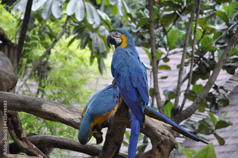 blue and yellow macaw