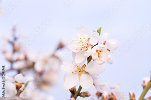 Tender white fruit tree blossom on sunset sky background. Beautiful natural background.