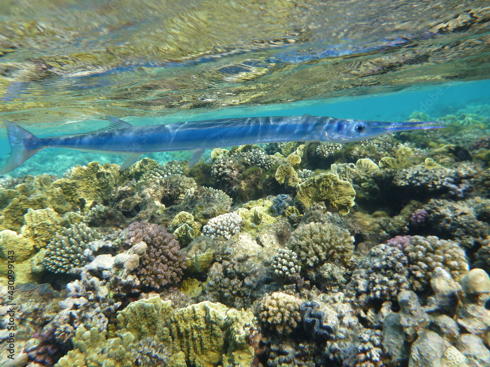 coral reef and fish coral reef and fish