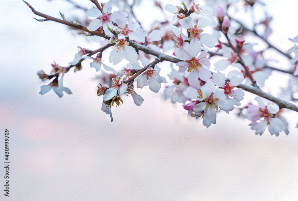 Tender white fruit tree blossom on sunset sky background. Beautiful natural background. Tender white fruit tree blossom on sunset sky background. Beautiful natural background.