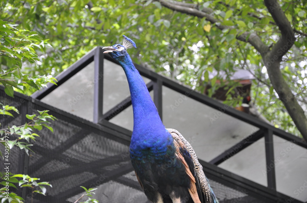 Fototapeta premium portrait of a peacock