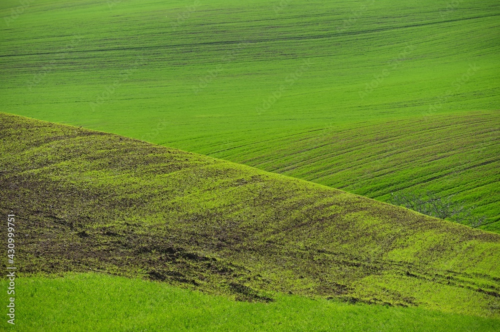 Beautiful spring landscape. Waves on the field - Moravian Tuscany Czech Republic.