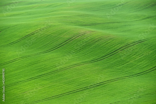 Beautiful spring landscape. Waves on the field - Moravian Tuscany Czech Republic. © montypeter