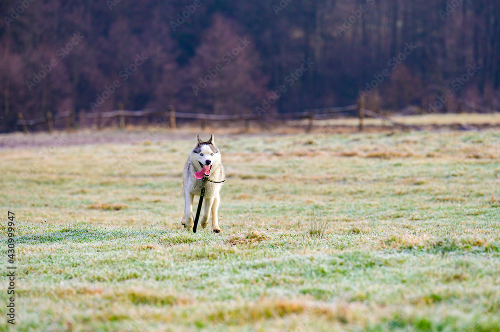 riding dog of the Siberian Husky breed in the woods on a walk, morning frosts on the grass in late autumn.