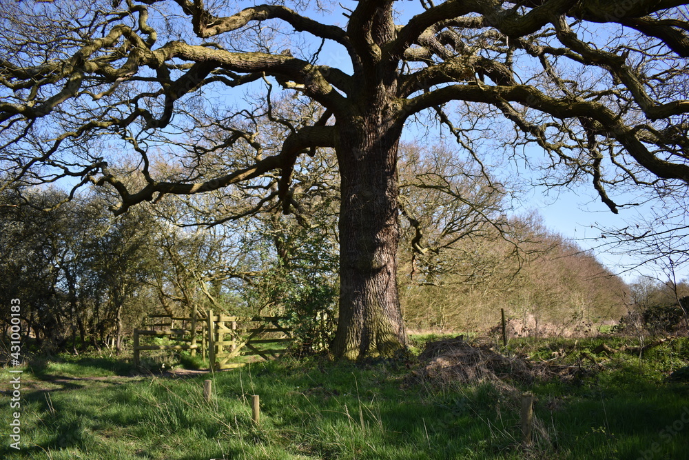 ancient brown trees in the field. Essex, UK ancient brown trees in the field. Essex, UK