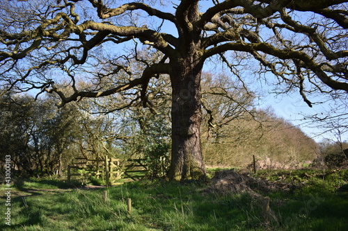 ancient brown trees in the field. Essex, UK