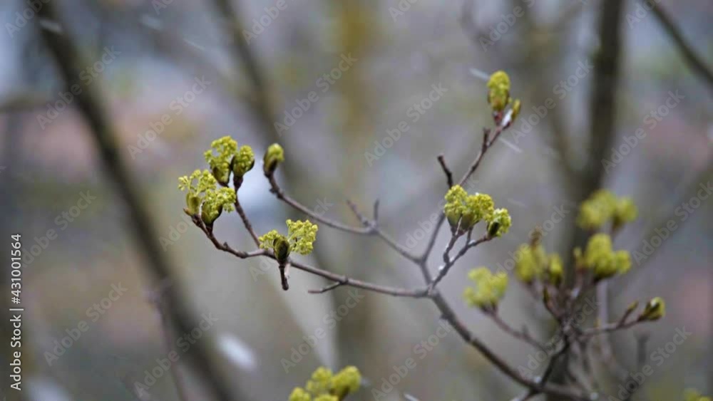 Snow falls on the budding maple leaves in spring Snow falls on the budding maple leaves in spring