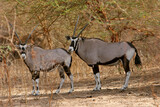Oryx beisa (oryx beisa)
